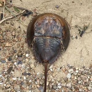 Meet your Posher, Jennie